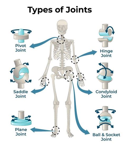 Types Of Joints - Classification of Joints in the Human Body in 2024 ...