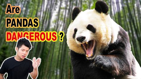 Are Pandas Dangerous? Yes, yes they are. - YouTube