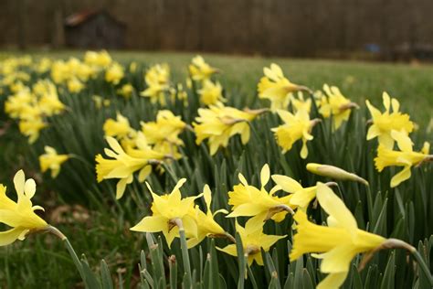 Field Of Yellow Daffodils Spring | Flowers| Free Nature Pictures by ...