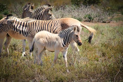 It squeaks like a quagga and looks like a quagga, but is the new Rau ...