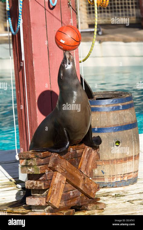 A sea lion performs tricks balancing a ball on its nose at flamingo ...