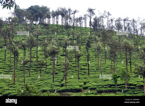 tea cultivation in south india Stock Photo - Alamy