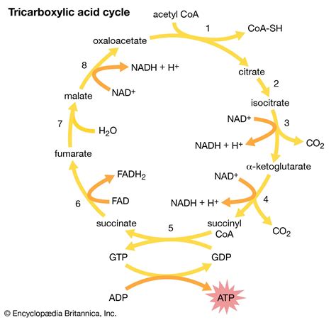 Tricarboxylic acid cycle | Biochemistry, Metabolism, Enzymes | Britannica