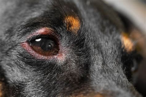 Bindehautentzündung beim Hund erkennen: 6 Symptome