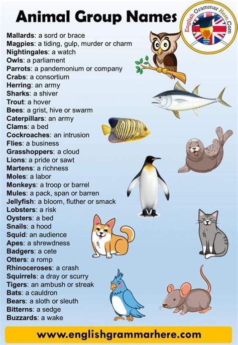 Pin by Joey Chee on homeschool | Animal groups, Learn english, Learn ...