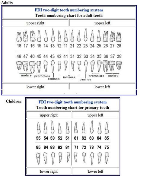 The International Tooth Numbering System (FDI) – Oral & Maxillofacial ...