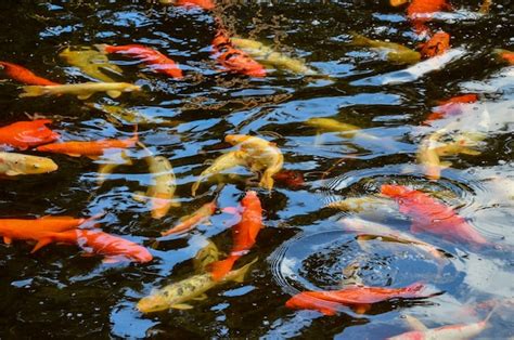 Premium Photo | Many colored koi carps