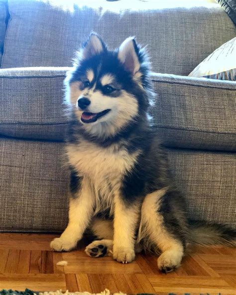 Pomsky Dog Breed Information & Pictures | Pomeranian Husky Mix | Pomsky ...