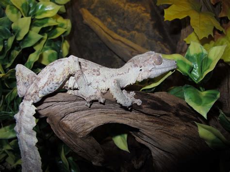 Leaf Tail Gecko