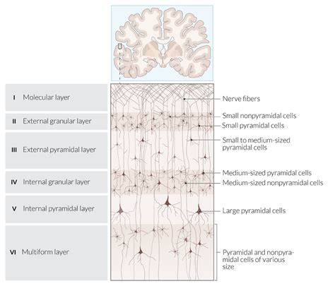 Cerebral Cortex Histology Layers