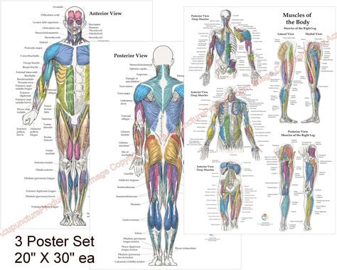 Human Muscle Anatomy Poster Anterior Posterior And Deep Layers | The ...