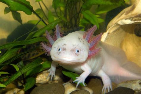 Axolotl Food: What Do Axolotls Eat? (What Can’t They Eat?)