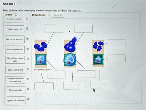 SOLVED: Osmosis II Label the figure below, showing the effects of ...