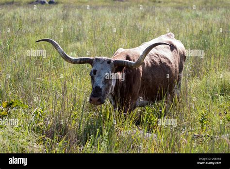 Beef Cattle Horns Texas Long Horn Texas LongHorn Stock Photo - Alamy