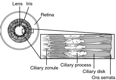 Zonule of Zinn | definition of zonule of Zinn by Medical dictionary