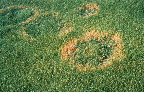 Turf: Necrotic Ring Spot of Poa Species | Center for Agriculture, Food ...