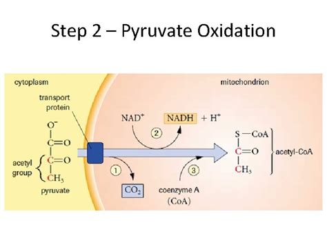 Pyruvate Oxidation Krebs Cycle STEP 2 PYRUVATE OXIDATION