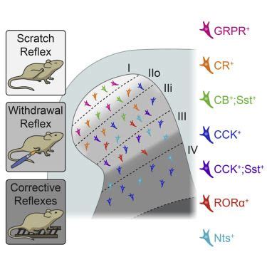 Gatto et al. address the contribution different excitatory IN types ...