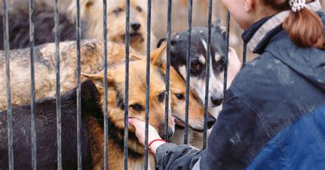 6 Animal Rescue Organizations That Make a Real Difference - Goodnet