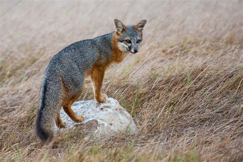 Types Of Foxes