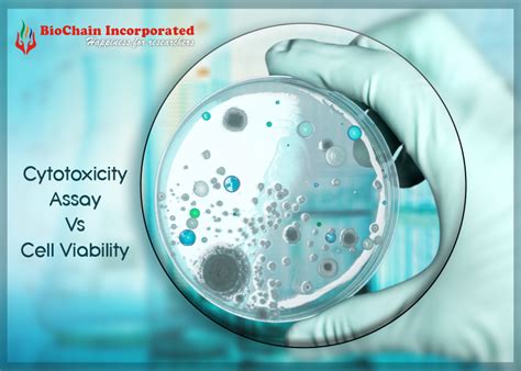 Making Choices Between Cytotoxicity Assay And Cell Viability