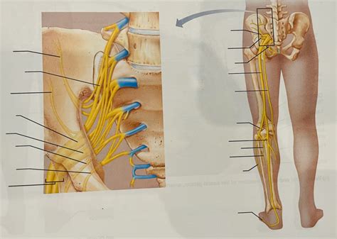 The sacral plexus Diagram | Quizlet