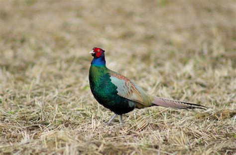 Green Pheasant: National Bird of Japan | Interesting Facts About Green ...