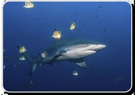 Galapagos Shark– Facts, Size, Behavior, Diet, Pictures