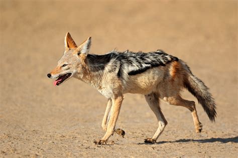 Black-backed Jackal • Earth.com Black-backed Jackal