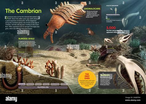 Cambrian Time Period Timeline