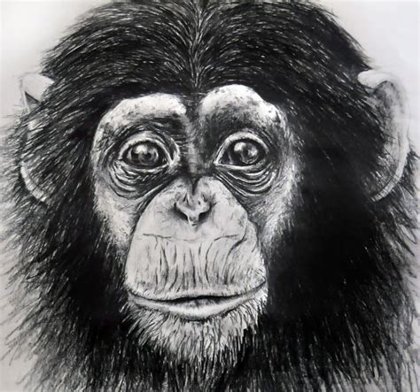 Monkey Face Drawing at PaintingValley.com | Explore collection of ...