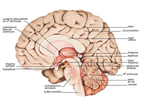 ANATOMIE Anatomie du cerveau - YouTube