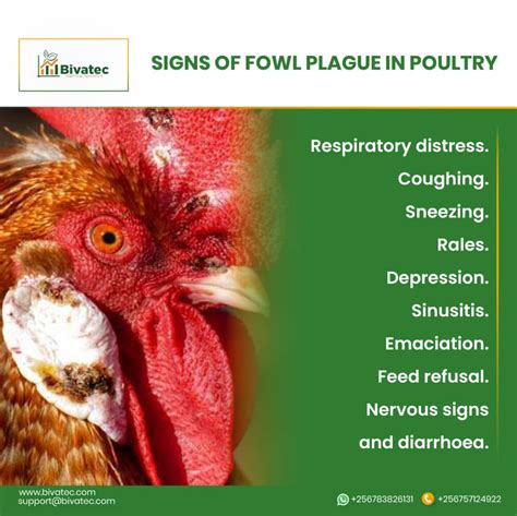 Avian Influenza: Understanding the Disease, Transmission, and ...