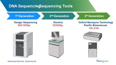 A Beginner’s Guide to DNA Sequencing - Novogene