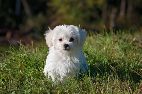 Maltese Shih Tzu For Sale Sydney - PetsForHomes