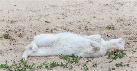 Dying Cat Stages | Recognizing the Signs a Cat is Dying - Cuddle Clones