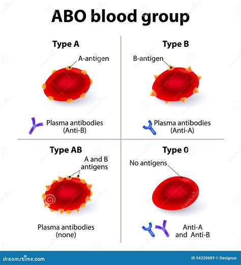 ABO Blood Groups Stock Vector - Image: 54320689