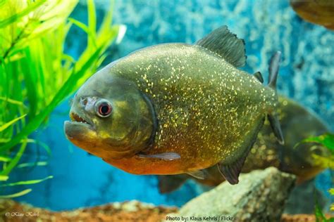 Interesting facts about piranhas | Just Fun Facts