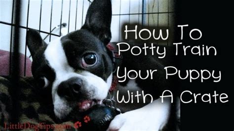 How To Potty Train Your Dog With A Crate 🐾 Little Dog Tips