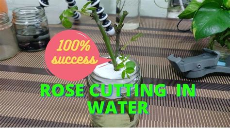 Rose Cutting Propagation in water | How To Grow Roses From Cuttings In ...