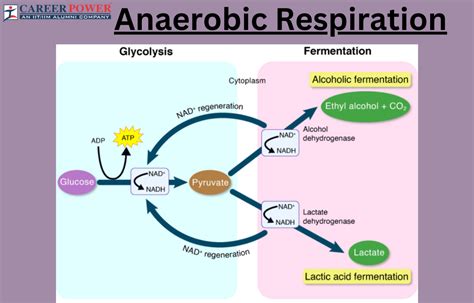 Anaerobic Respiration: Definition, Equation and Examples