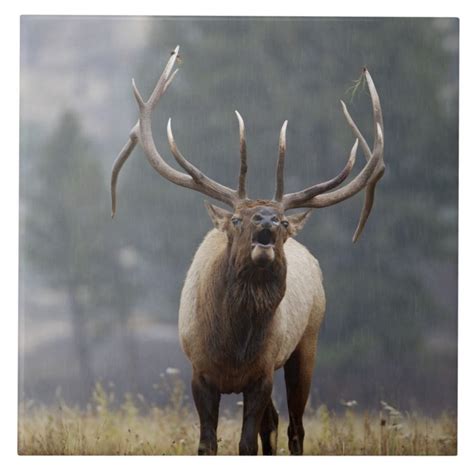 Bull Elk bugling, Yellowstone NP, Wyoming 2 Ceramic Tile | Zazzle.com ...