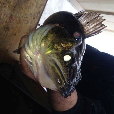 Mutant Three-Eyed Fish Called "Third Eye Louie" in Lake Nipissing