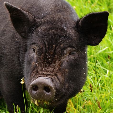 Large Black Pig in Llanmiloe | Three of these lovely pigs we… | Flickr