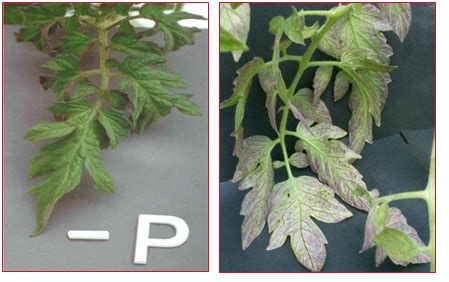 tomato plant: Phosphorus deficiency in tomato plants