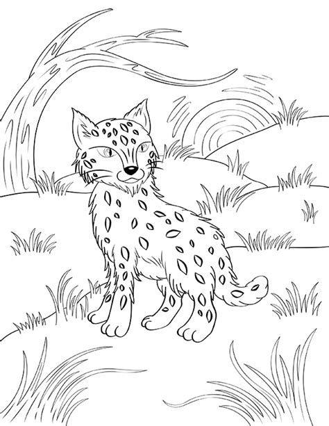 Mammals Bobcats Coloring Pages - Christopher Myersa's Coloring Pages