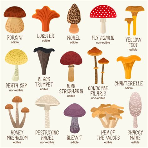 Poisonous Lawn Mushroom Types [Edible vs. Toxic Mushroom Guide ...