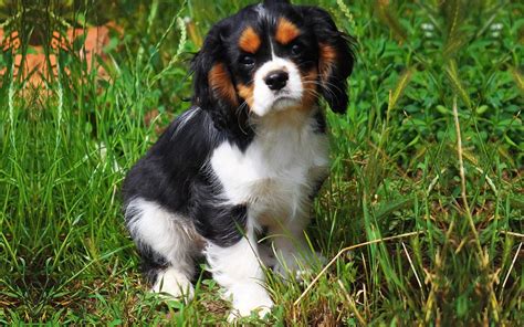 Cavalier King Charles Spaniel Puppies Breed information & Puppies for Sale