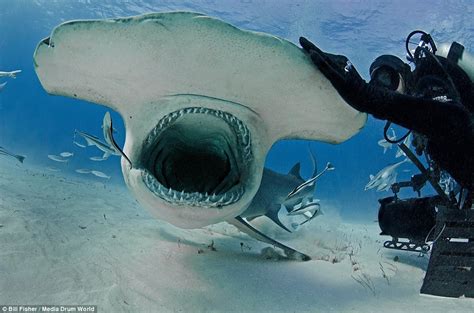 Joe Romeiro pats, strokes and hugs 20ft great hammerhead in Bahamas ...