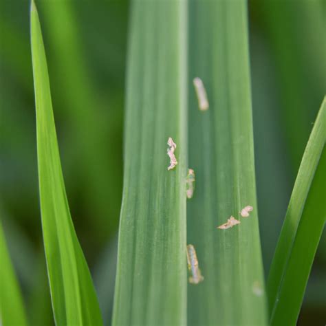 Leaf Folder Management in Paddy: Symptoms, Treatment, Chemical ...